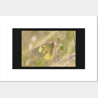 Sulphur Butterfly Posters and Art